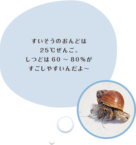 オカヤドカリショップ 池田市のトリミングはdear Wan オカヤドカリショップ 池田市のトリミングはdear Wan