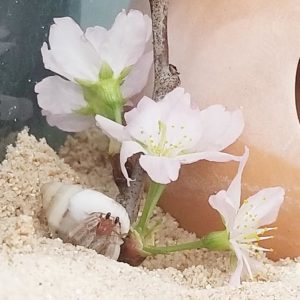 オカヤドカリと桜 池田市のトリミングはdear Wan