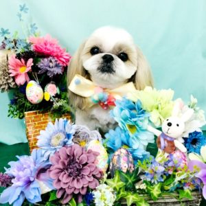 プクちゃん 池田市のトリミングはdear Wan