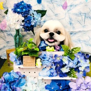 プクちゃん 池田市のトリミングはdear Wan